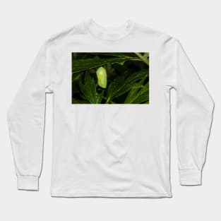 Monarch Caterpillar 5 Long Sleeve T-Shirt